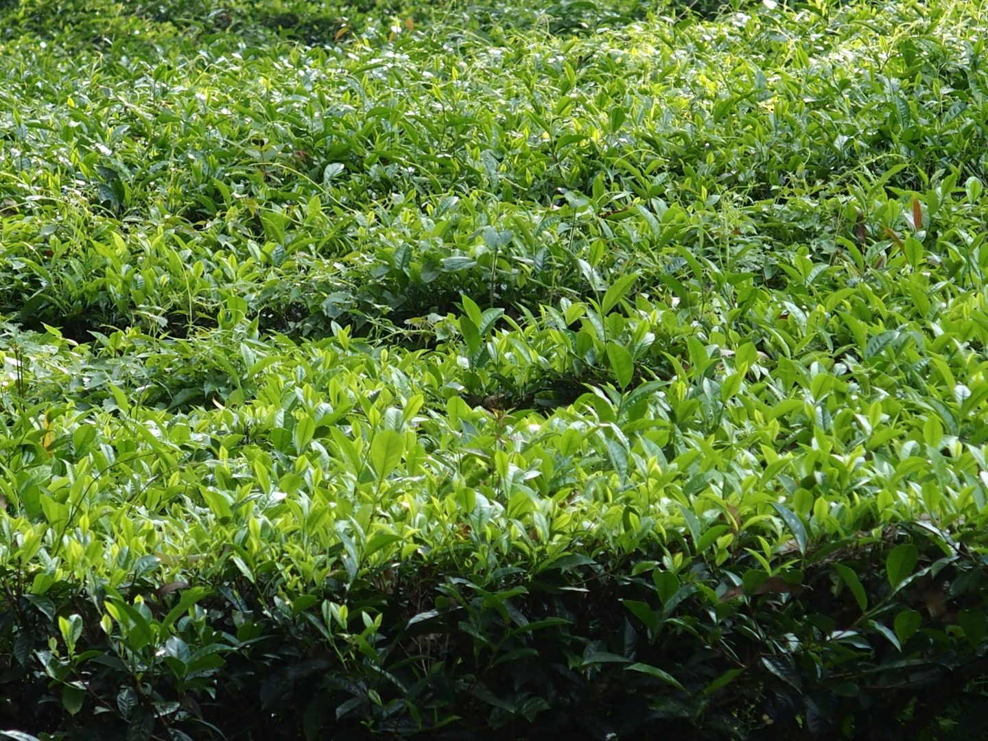 Gros plan sur feuilles thé Munnar Kerala Inde
