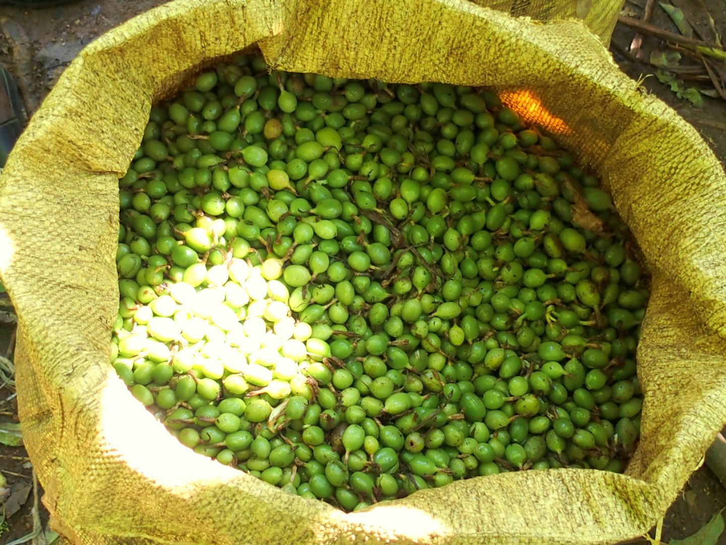 Sac de cardamone Kerala Inde