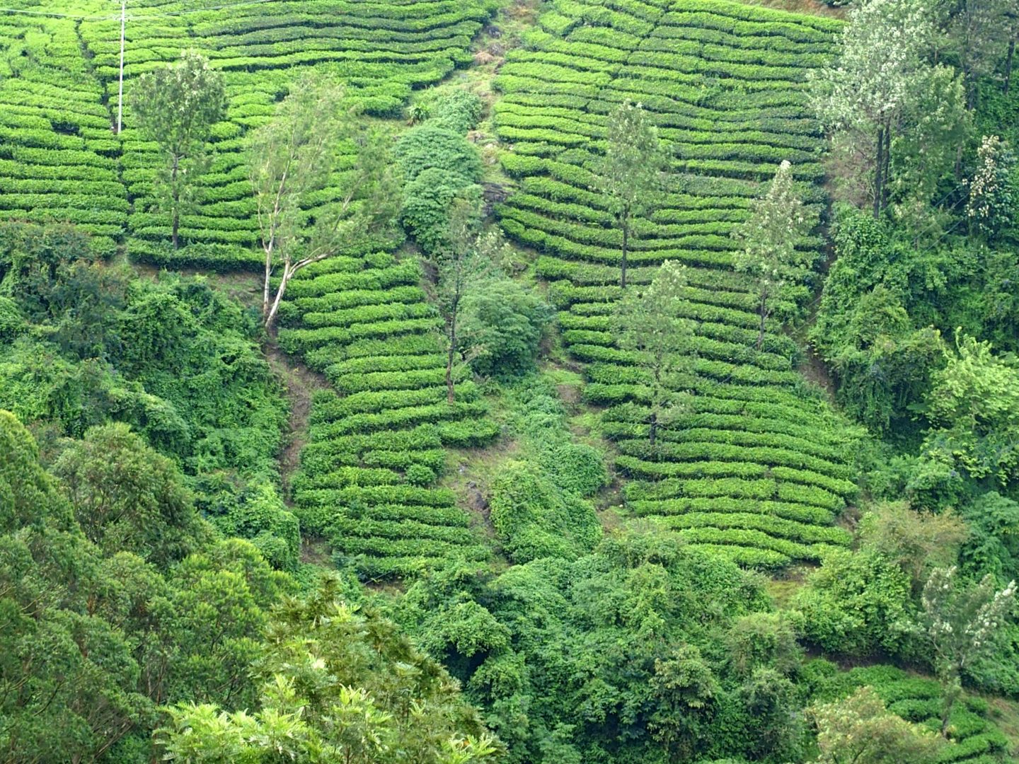 Terrasses de thé Munnar Kerala Inde