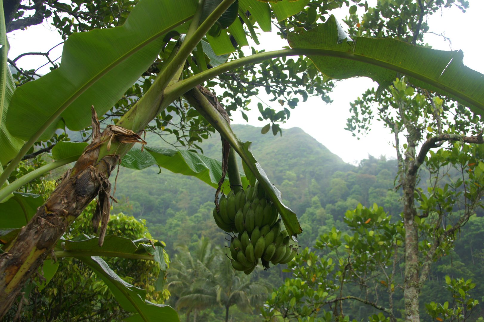 Bananiers Sulawesi Indonésie