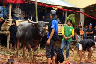 Rites funéraires sur l’île de Sulawesi et combats de coqs dans le pays Toraja