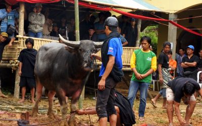 Rites funéraires sur l’île de Sulawesi et combats de coqs dans le pays Toraja