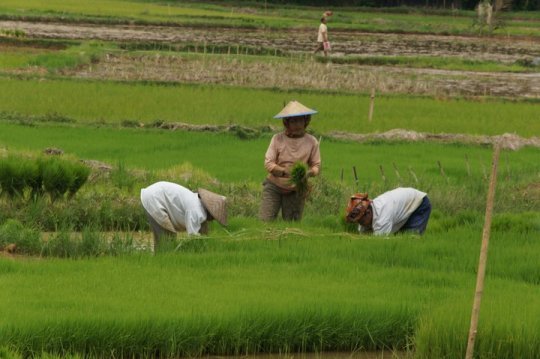 Femmes travaillant dans rizières Sulawesi