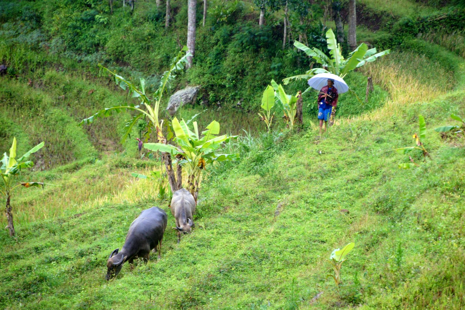 Gardien de buffles sous la pluie pays Toraja Sulawesi Indonésie
