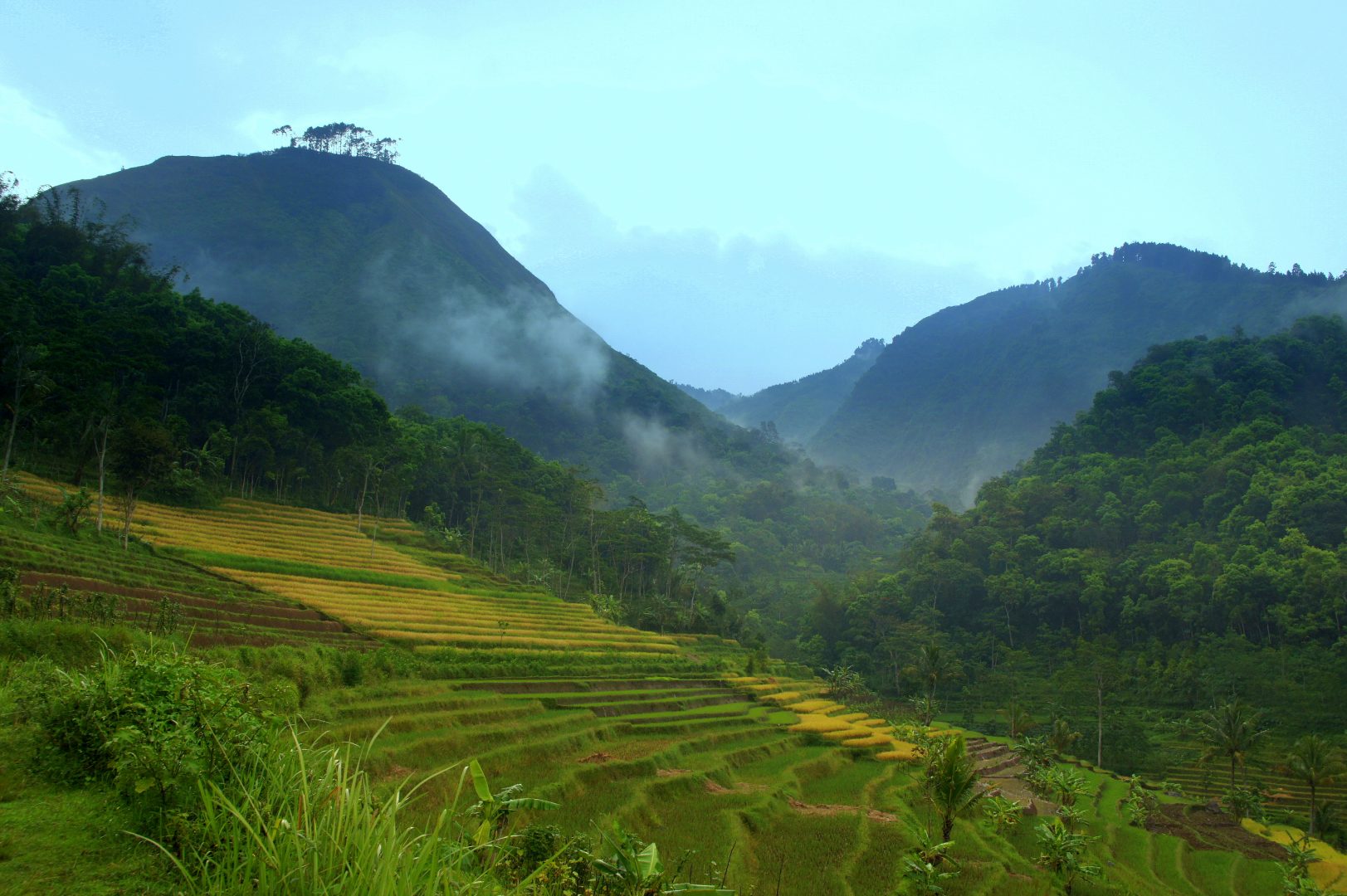 Paysage rizières pays Toraja Sulawesi Indonésie