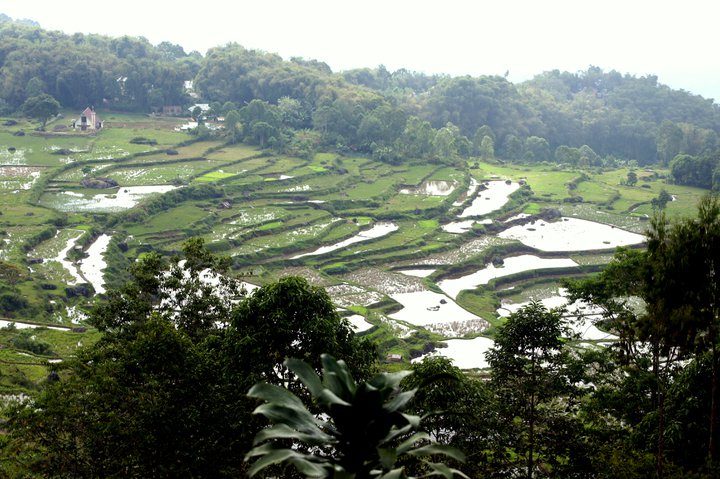 Paysage vert de rizières pays Toraja Sulawesi