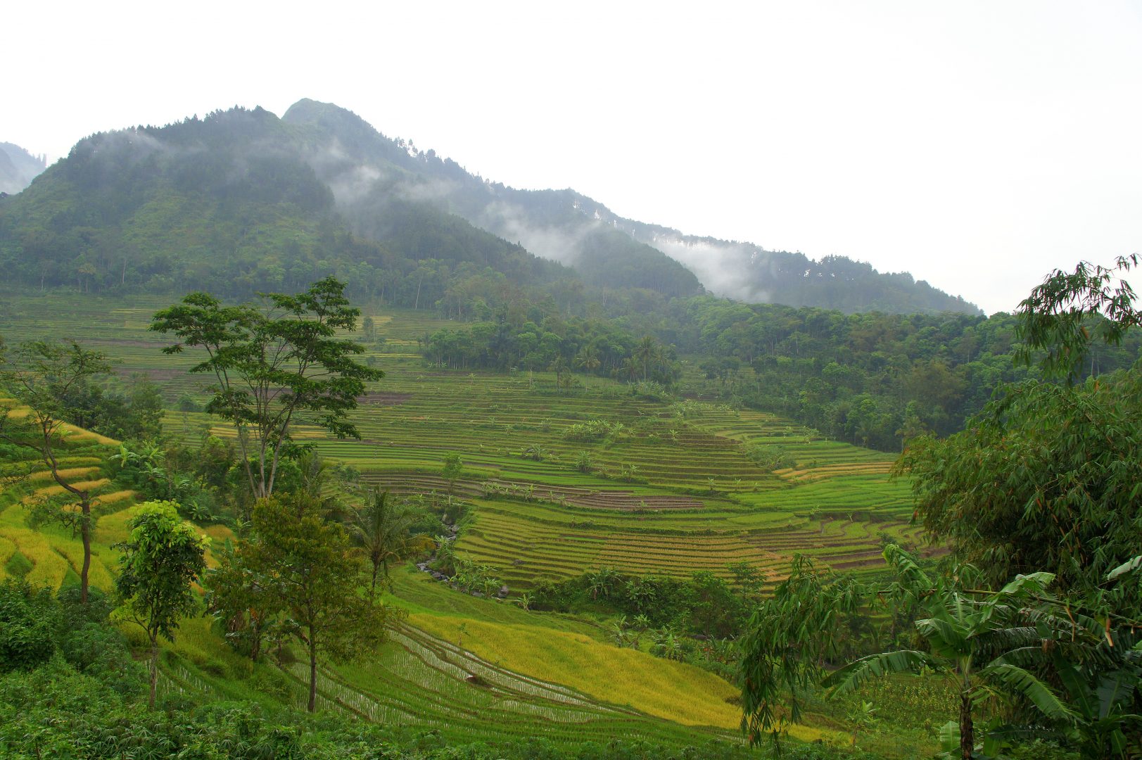 Rizières et brume en pays Toraja Sulawesi Indonésie