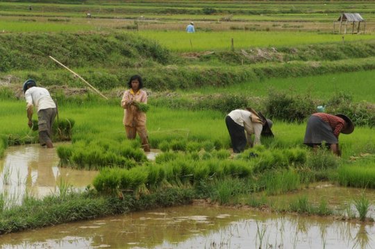 Semage du riz Sulawesi