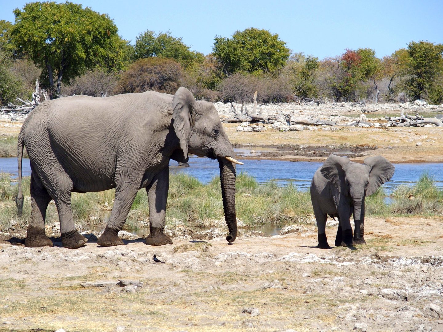 Elephanteau et sa mère Namibie
