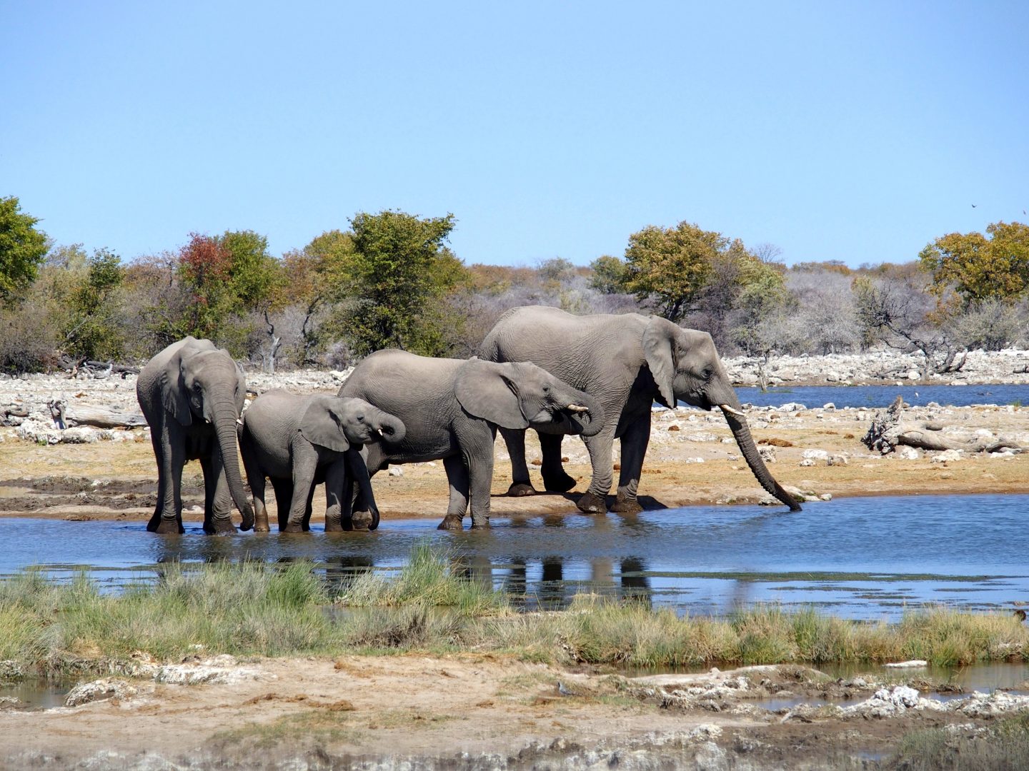 Elephants au lac Namibie