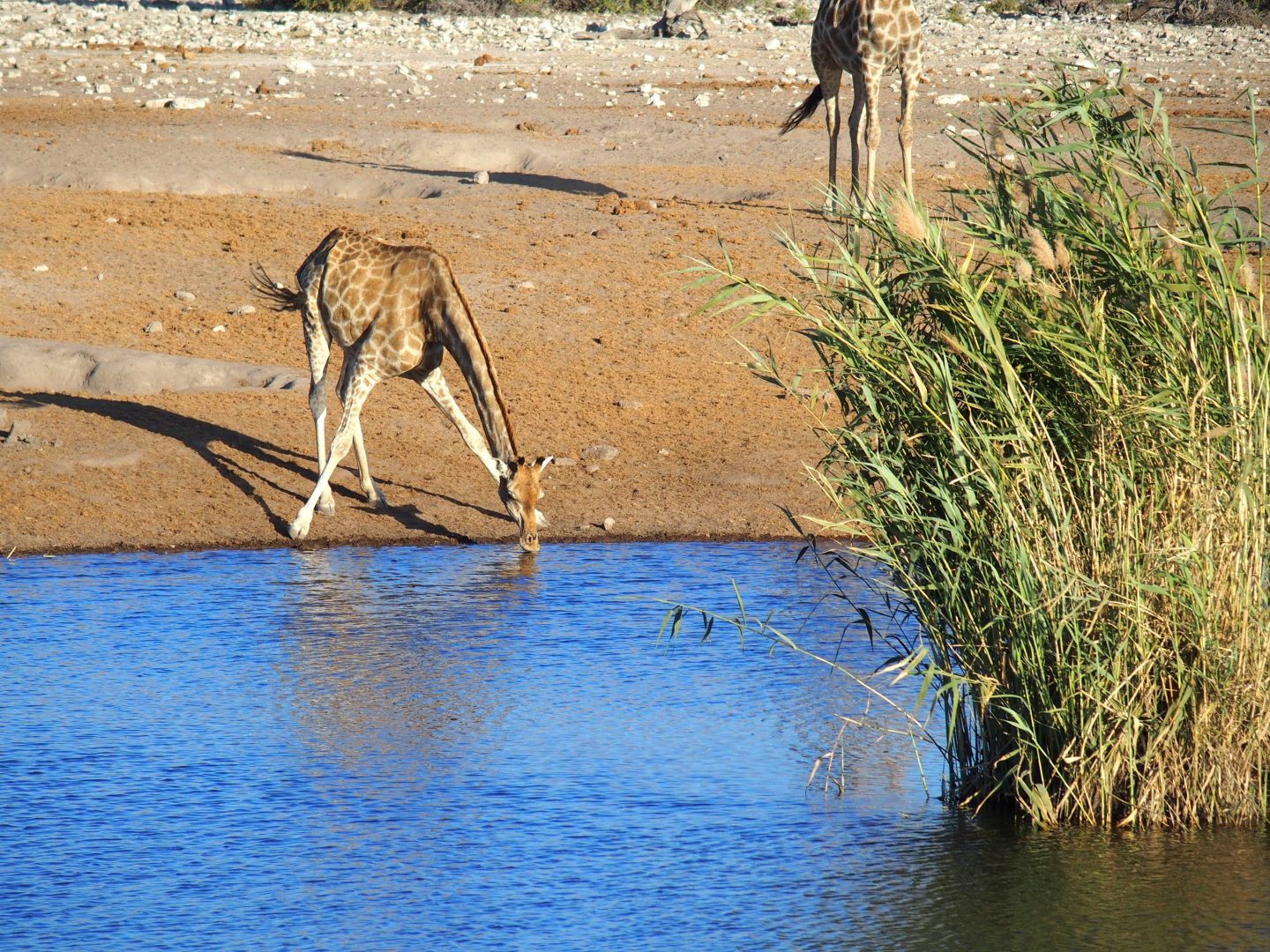 Girafe au lac Namibie