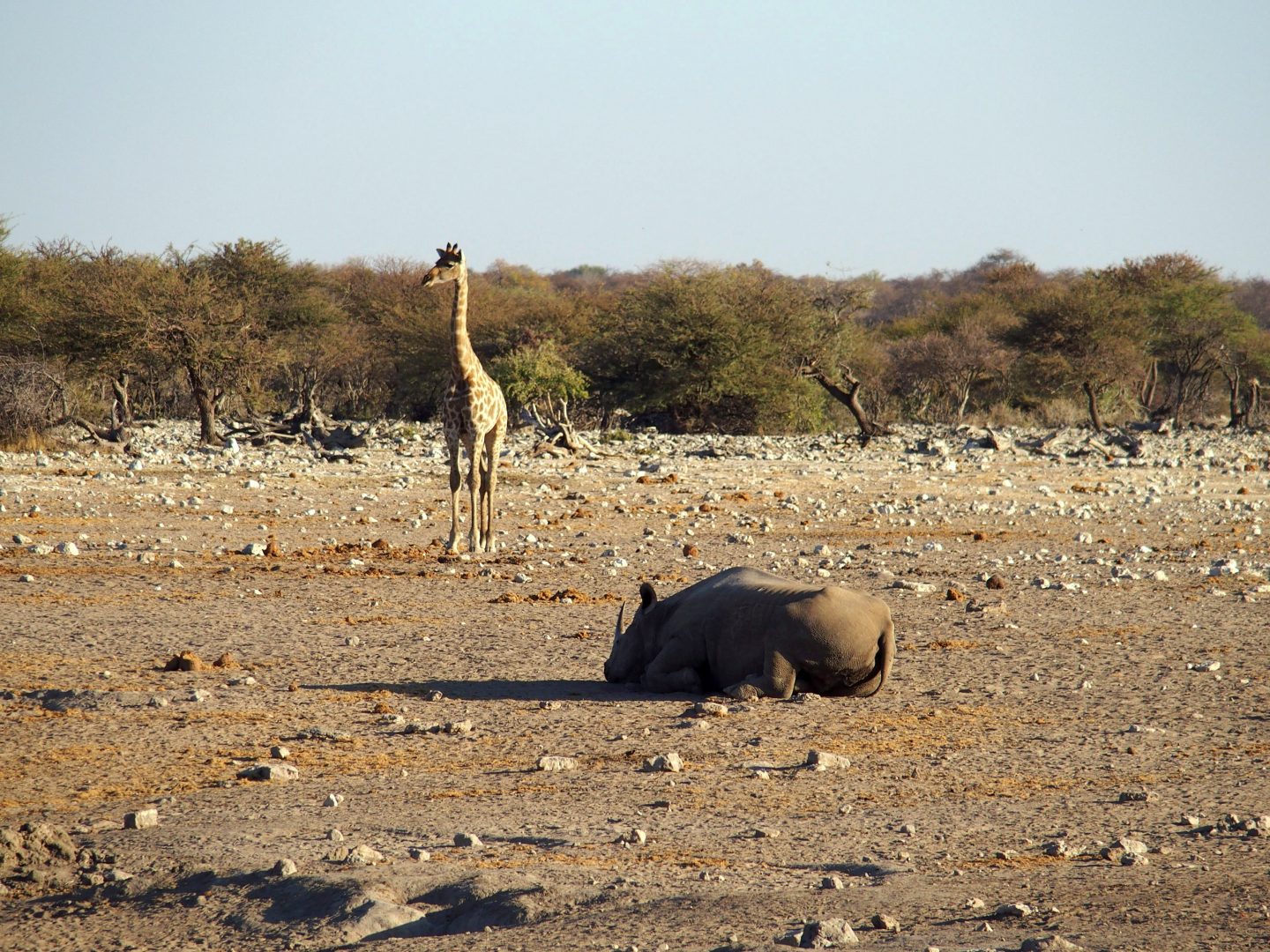 Girafe et hippopotame Namibie