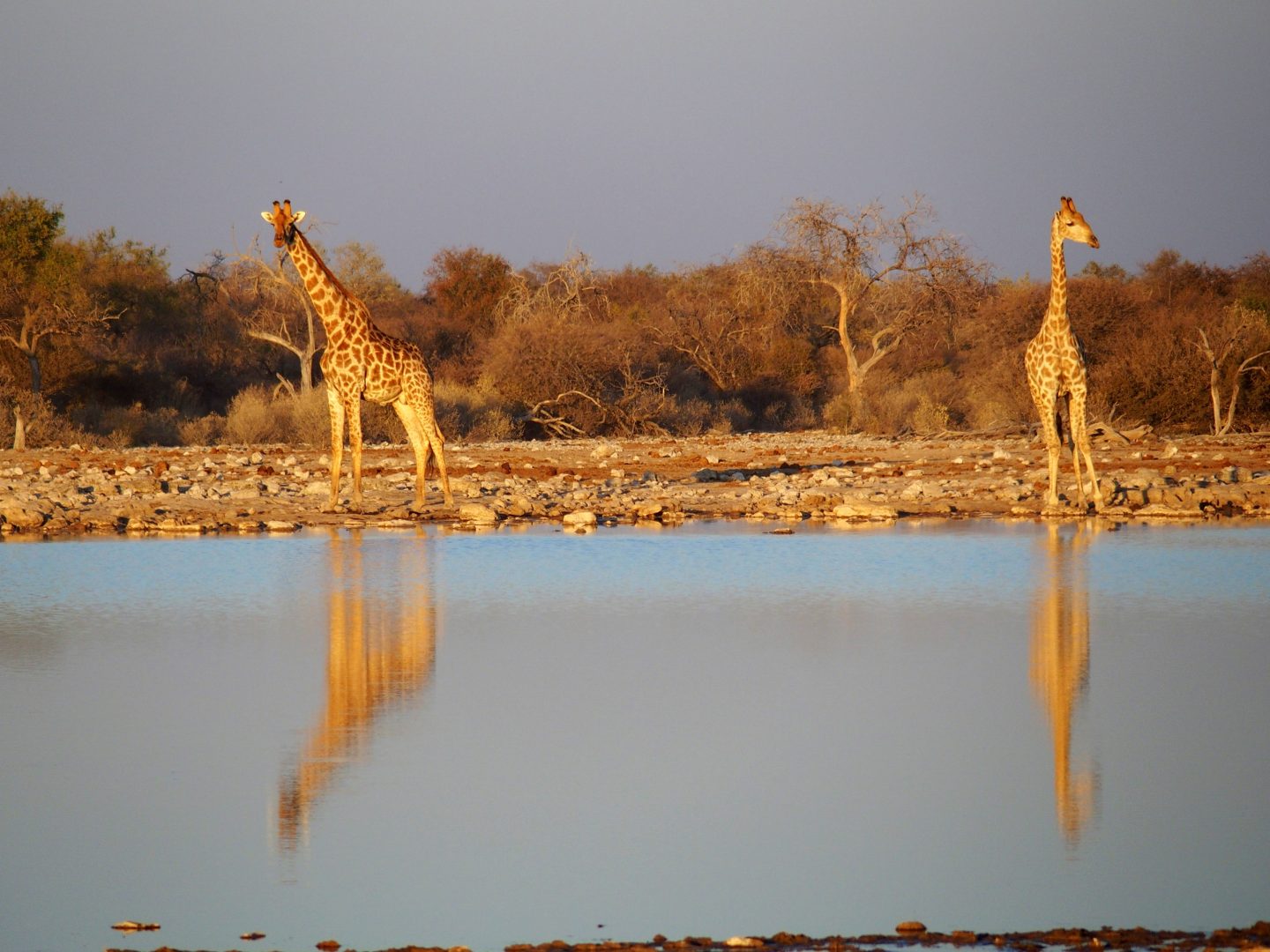 Reflets de girafes lac Namibie
