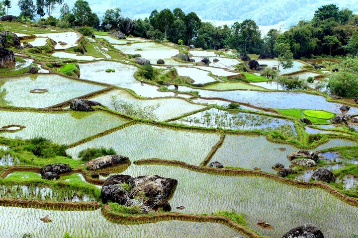Carnet de voyage à Sulawesi