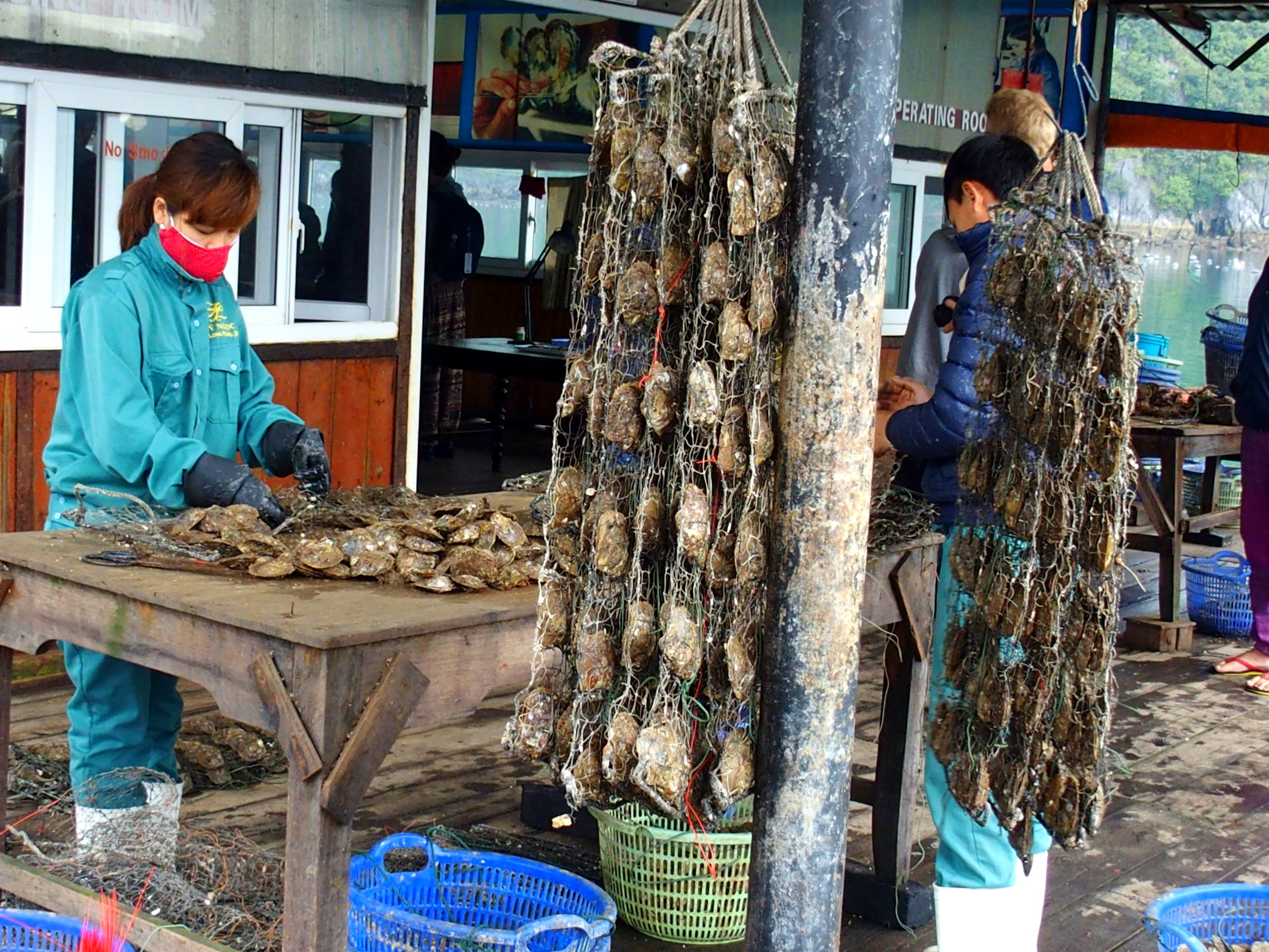Nettoyage des huitres ferme perlière baie d'Halong souvenirs du Vietnam