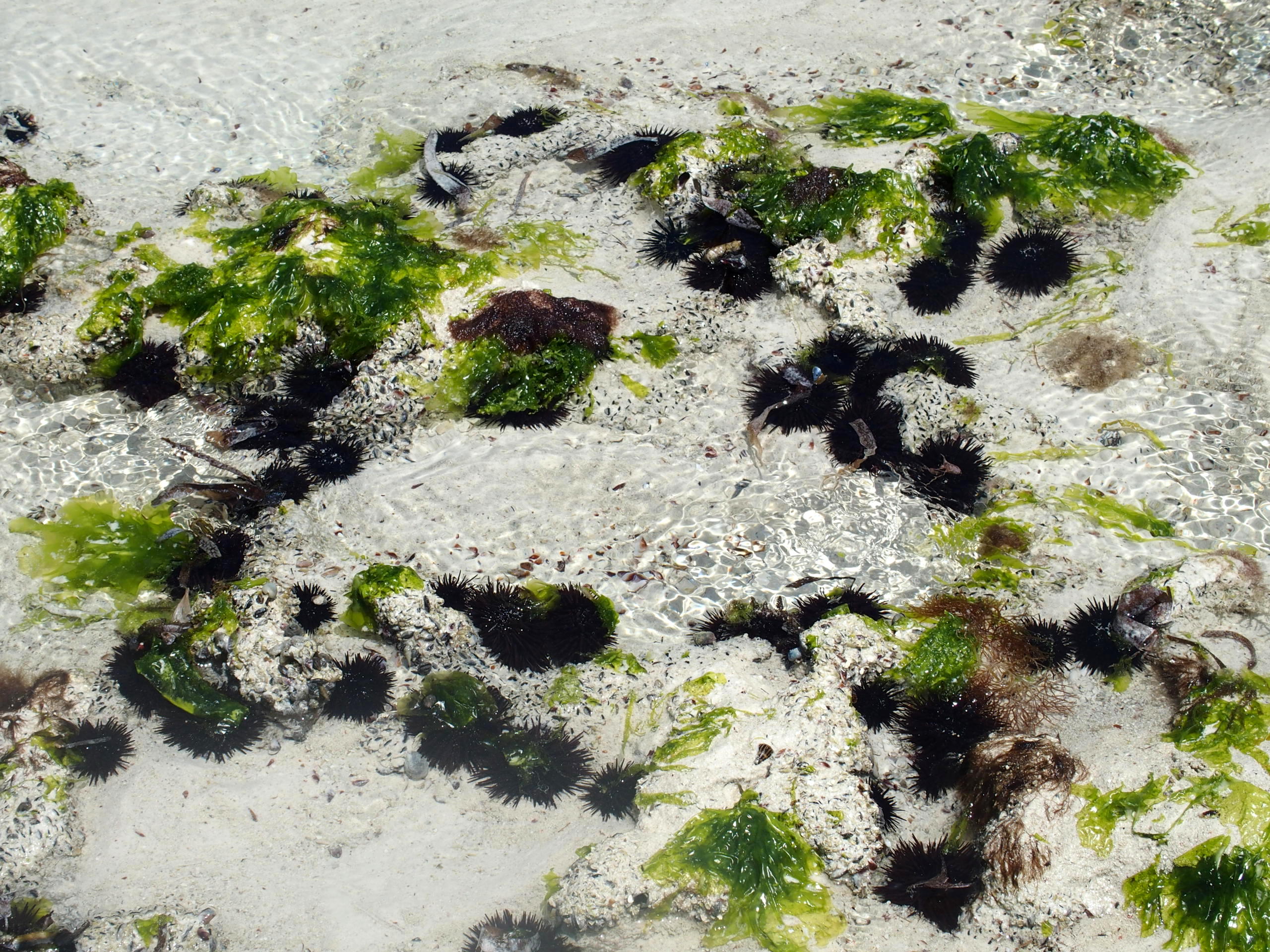 Algues dans eaux transparentes de Pongwe Zanzibar.