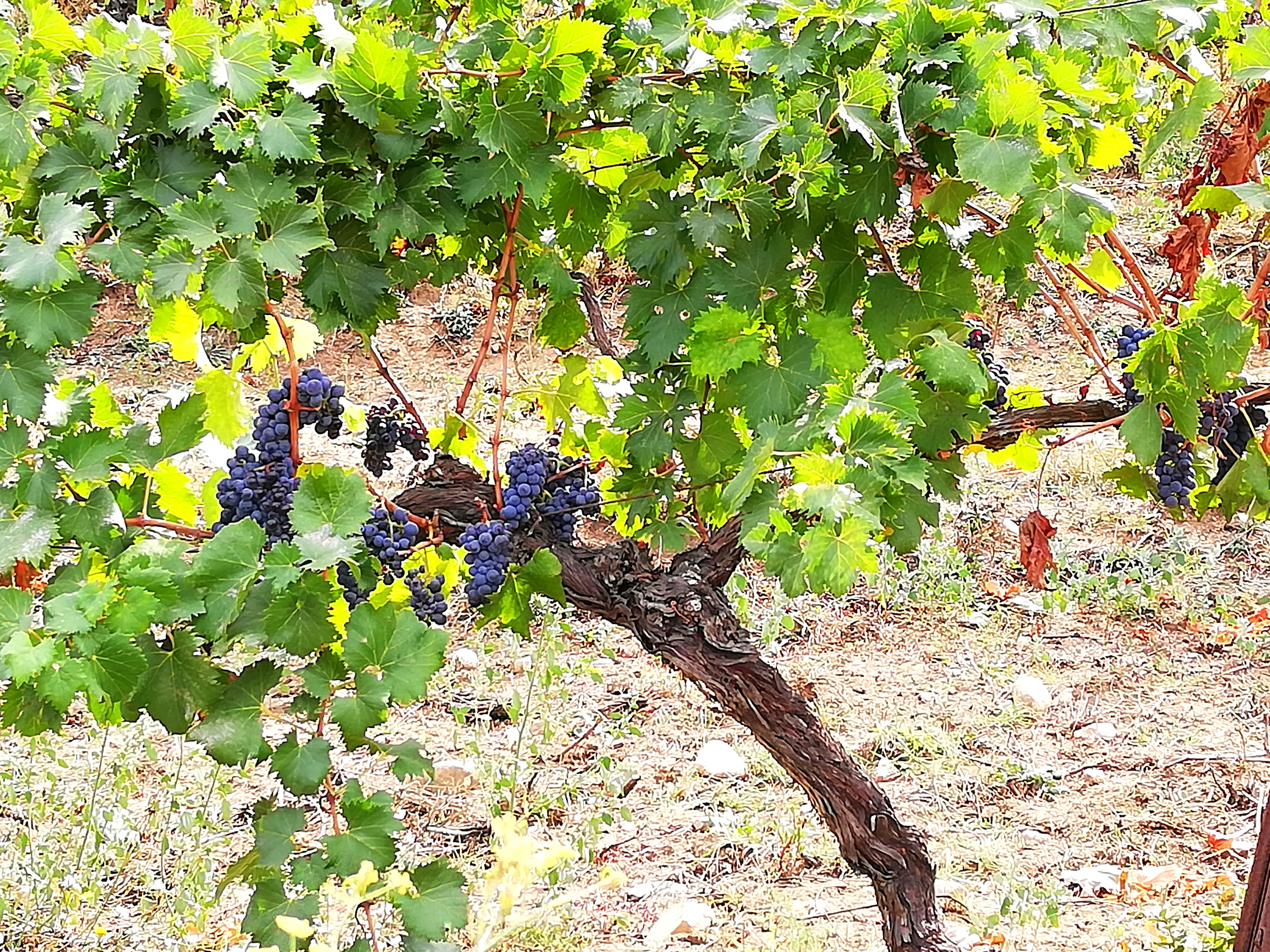 Cep de vigne producteur Route des sens Corse