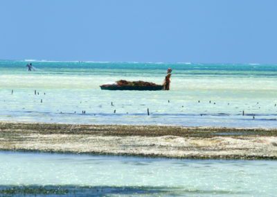 Femme qui tire sa barque pleine d'algues et pêcheur au filet Pongwe Zanzibar