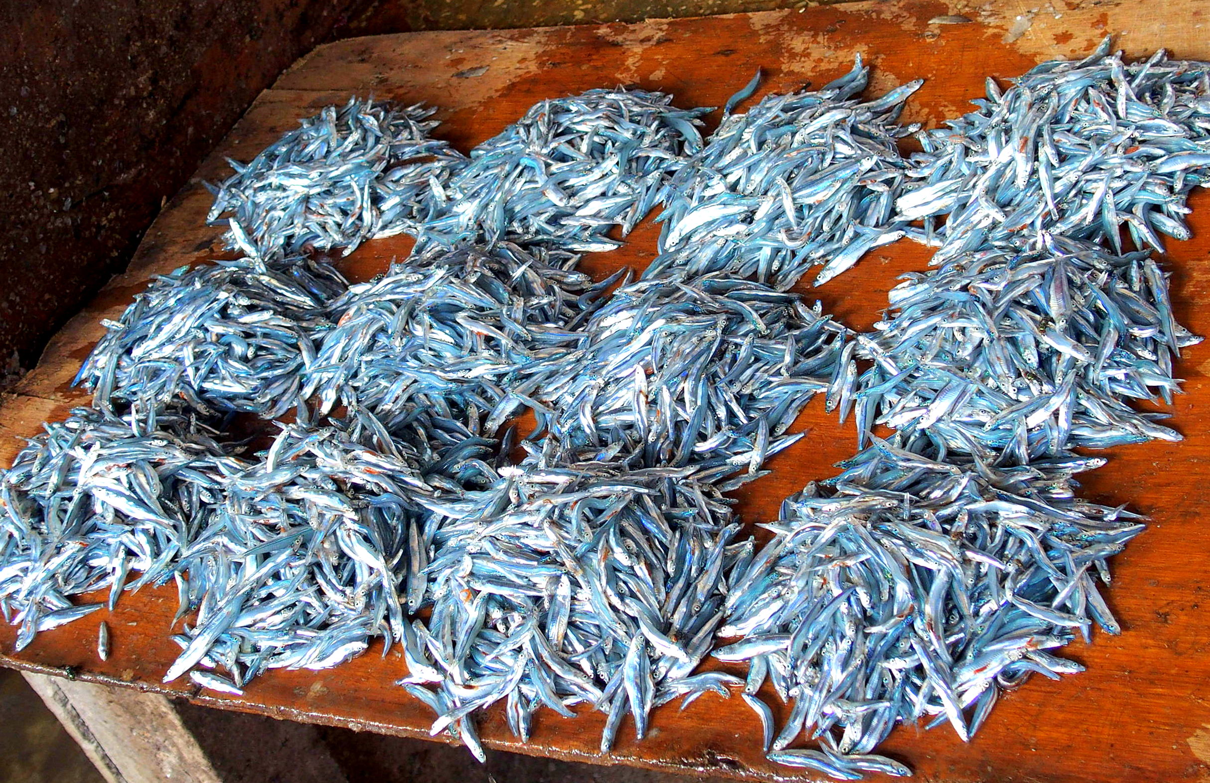 Petits poissons argentés marché Stone Town Zanzibar