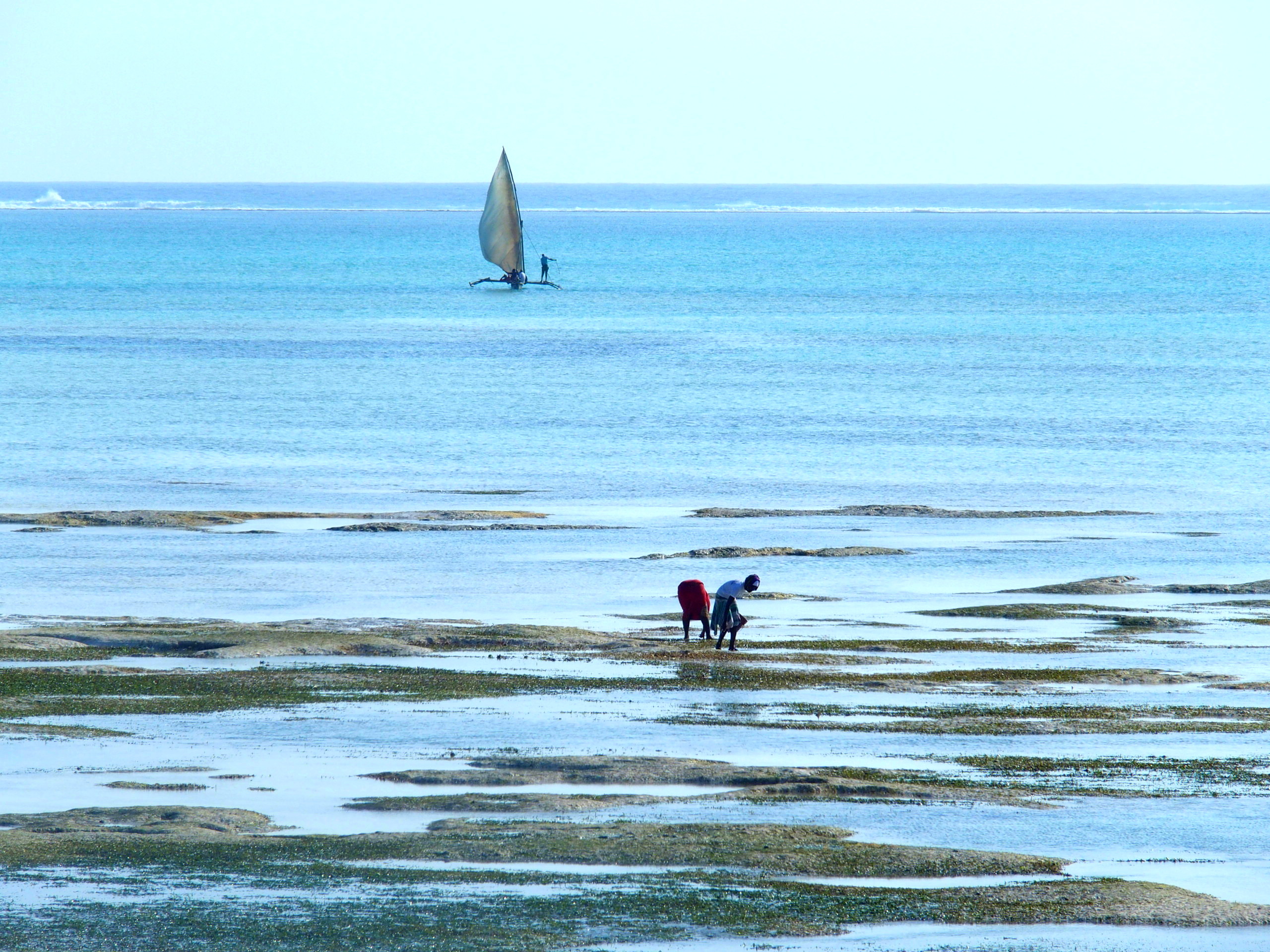 Pêche en mer et à terre Pongwe Zanzibar.