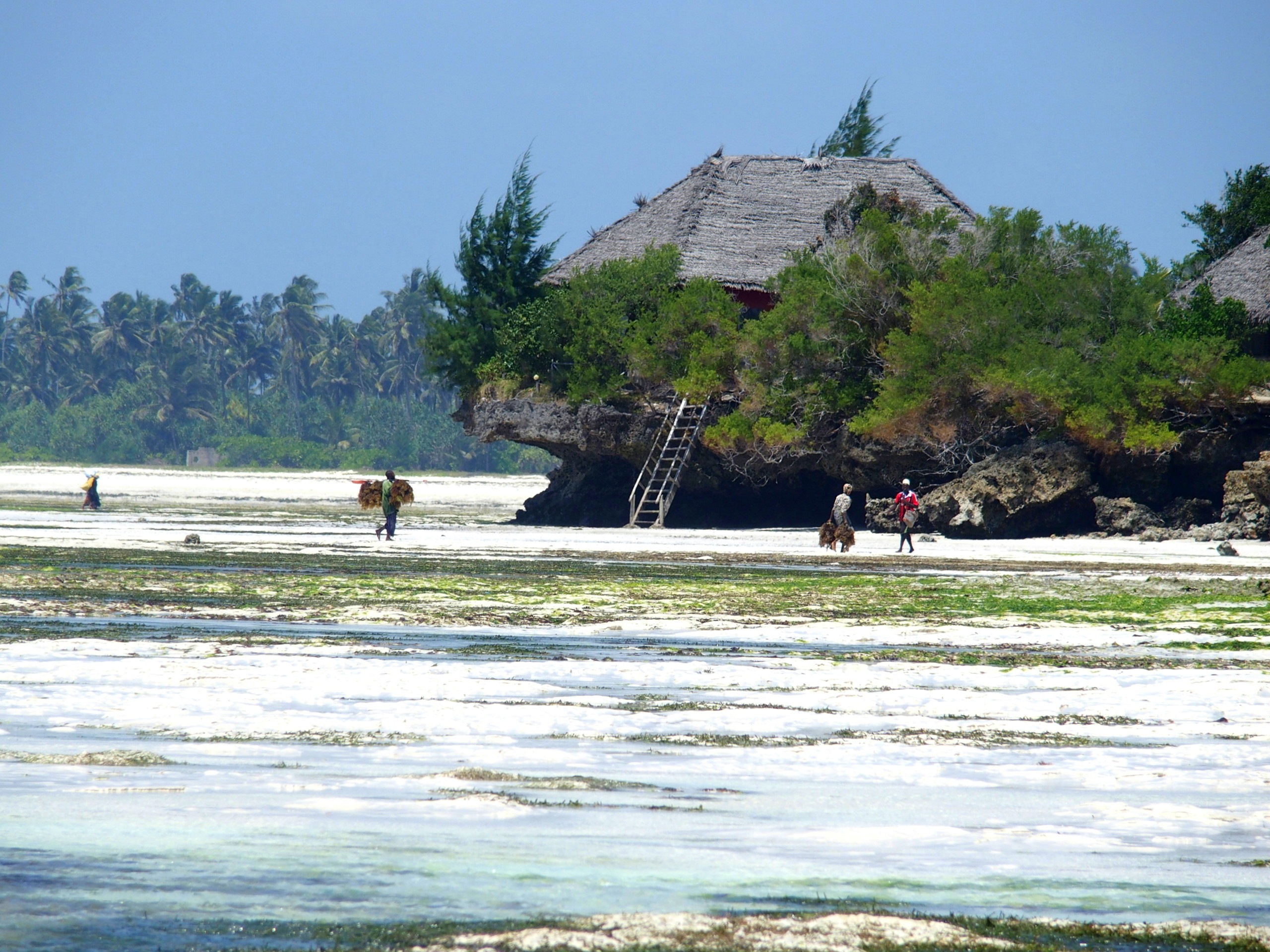 Retour de cueillette des algues à larrière de lhotel Seasons lodge Zanzibar
