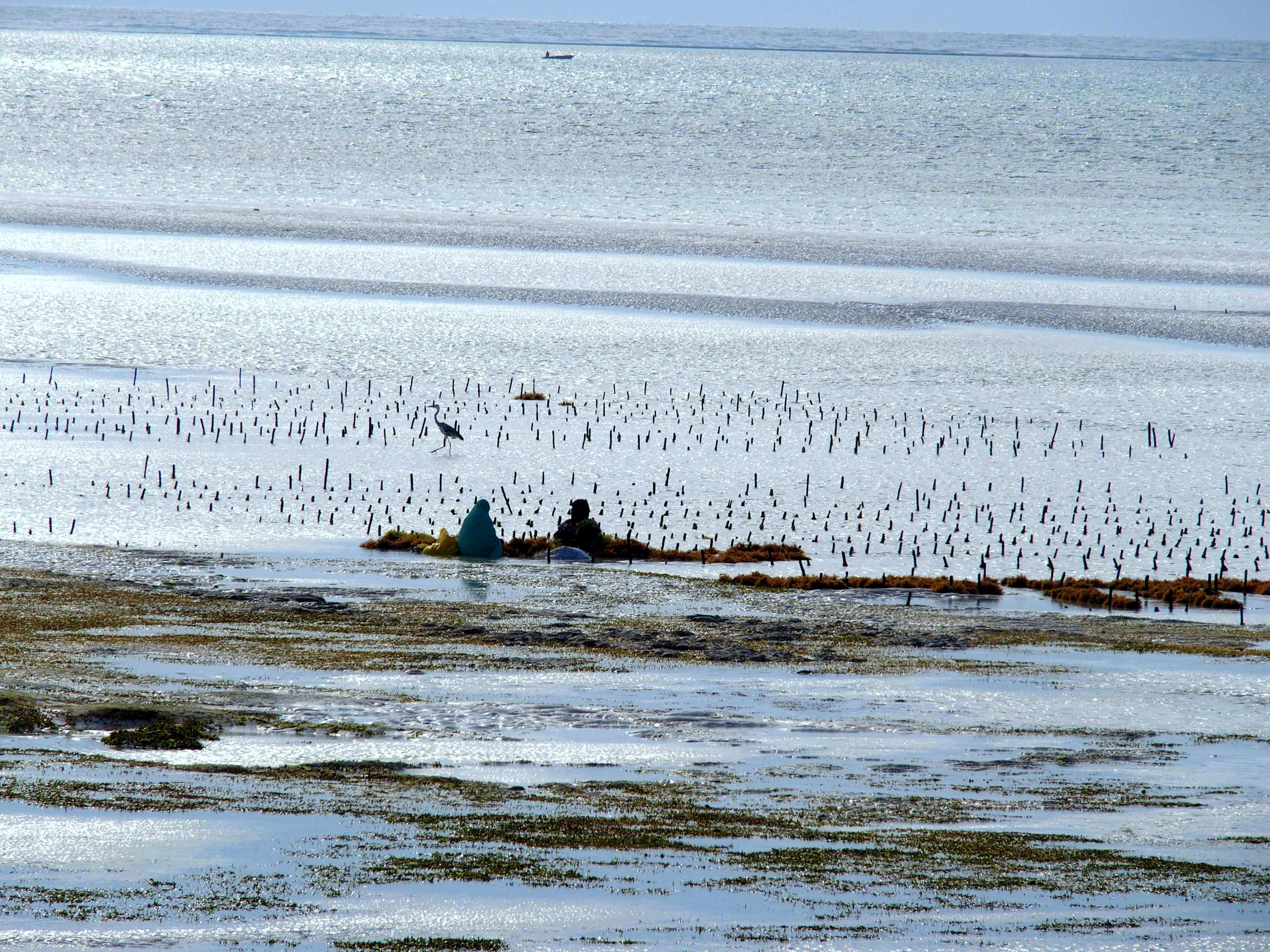 Travail des femmes entre les algues et les hérons Pongwe Zanzibar