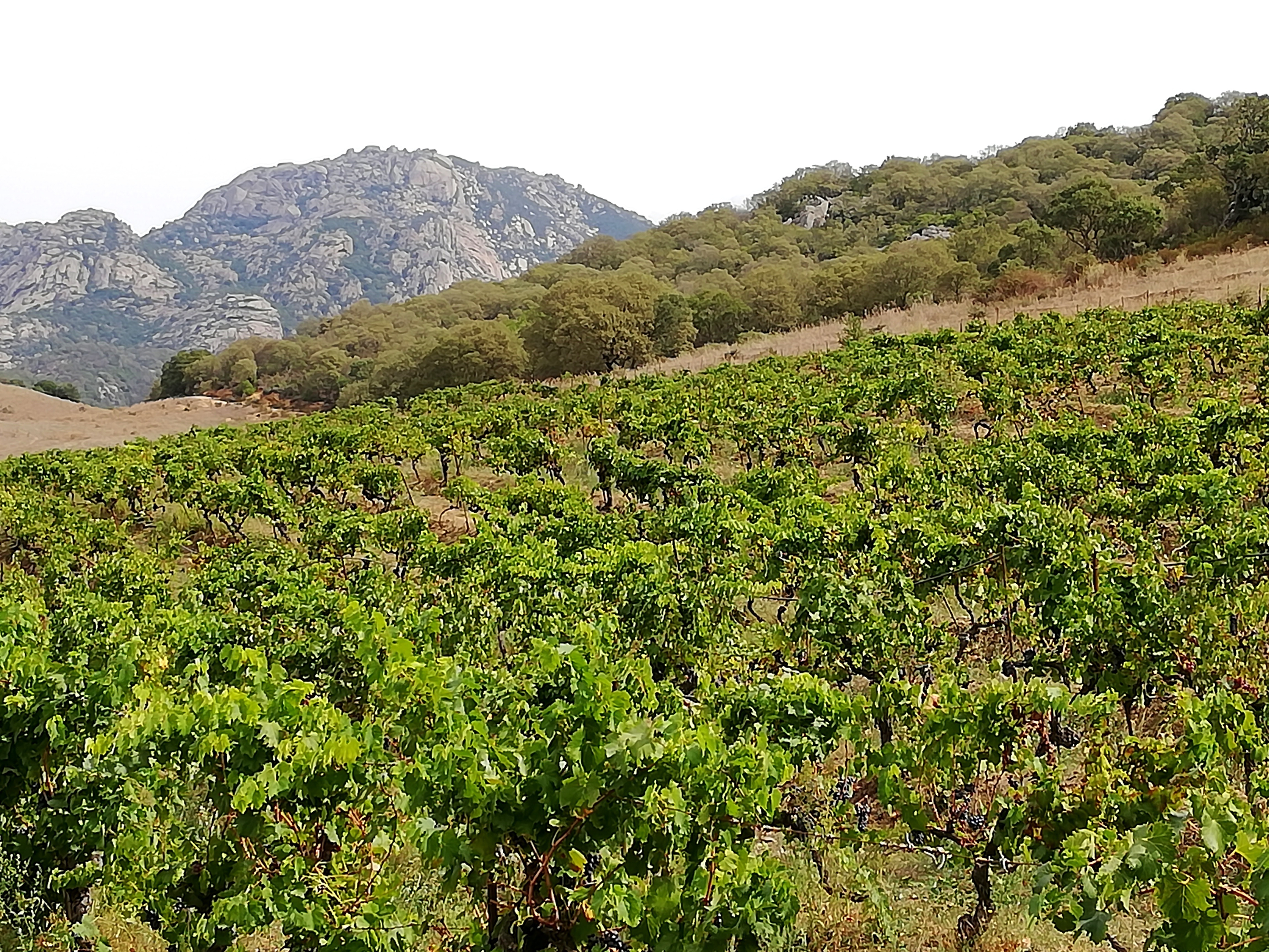 Vignes dans la région de Sartène en Corse