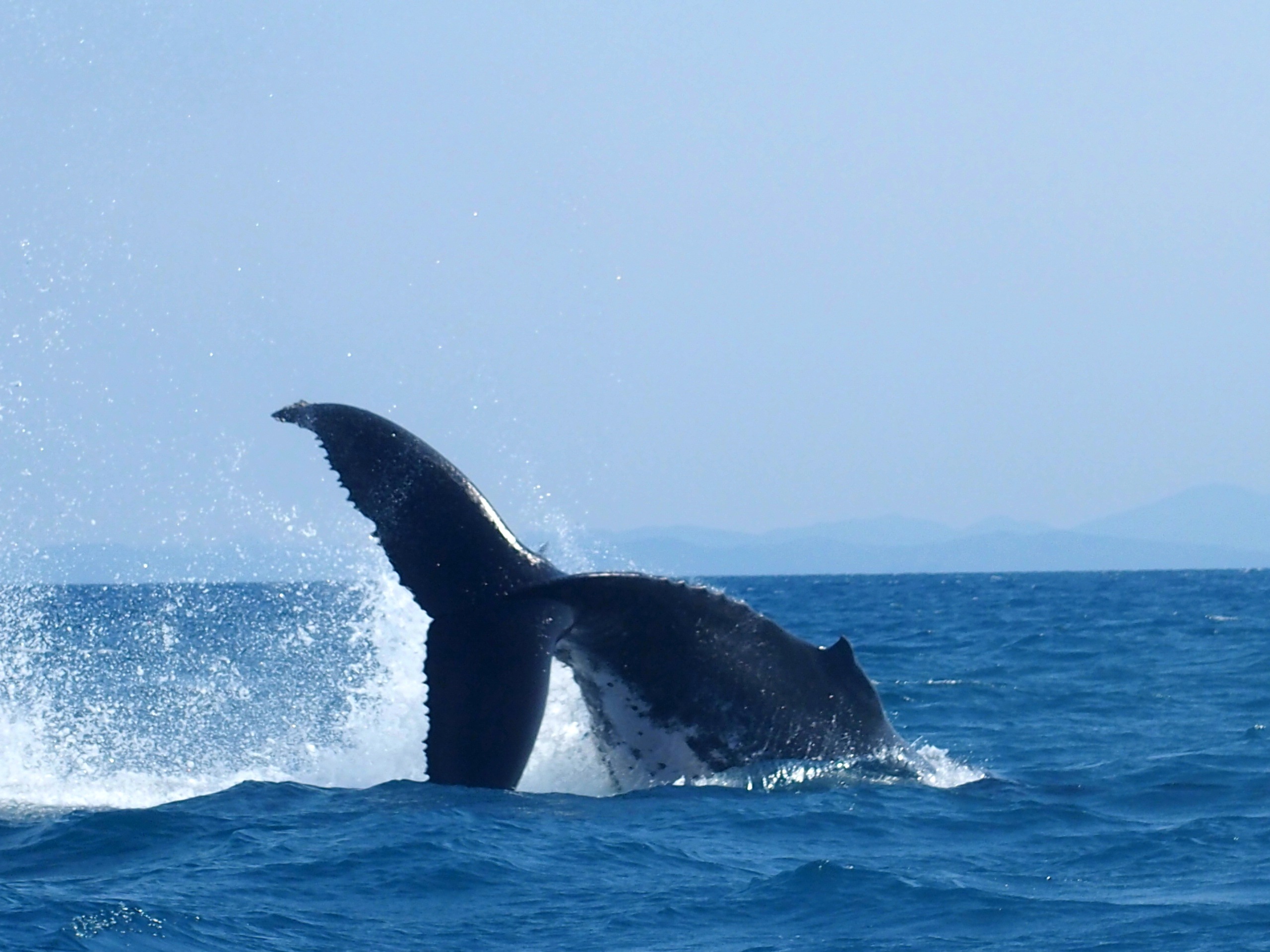 Baleine en plongée Nosy Be Madagascar.