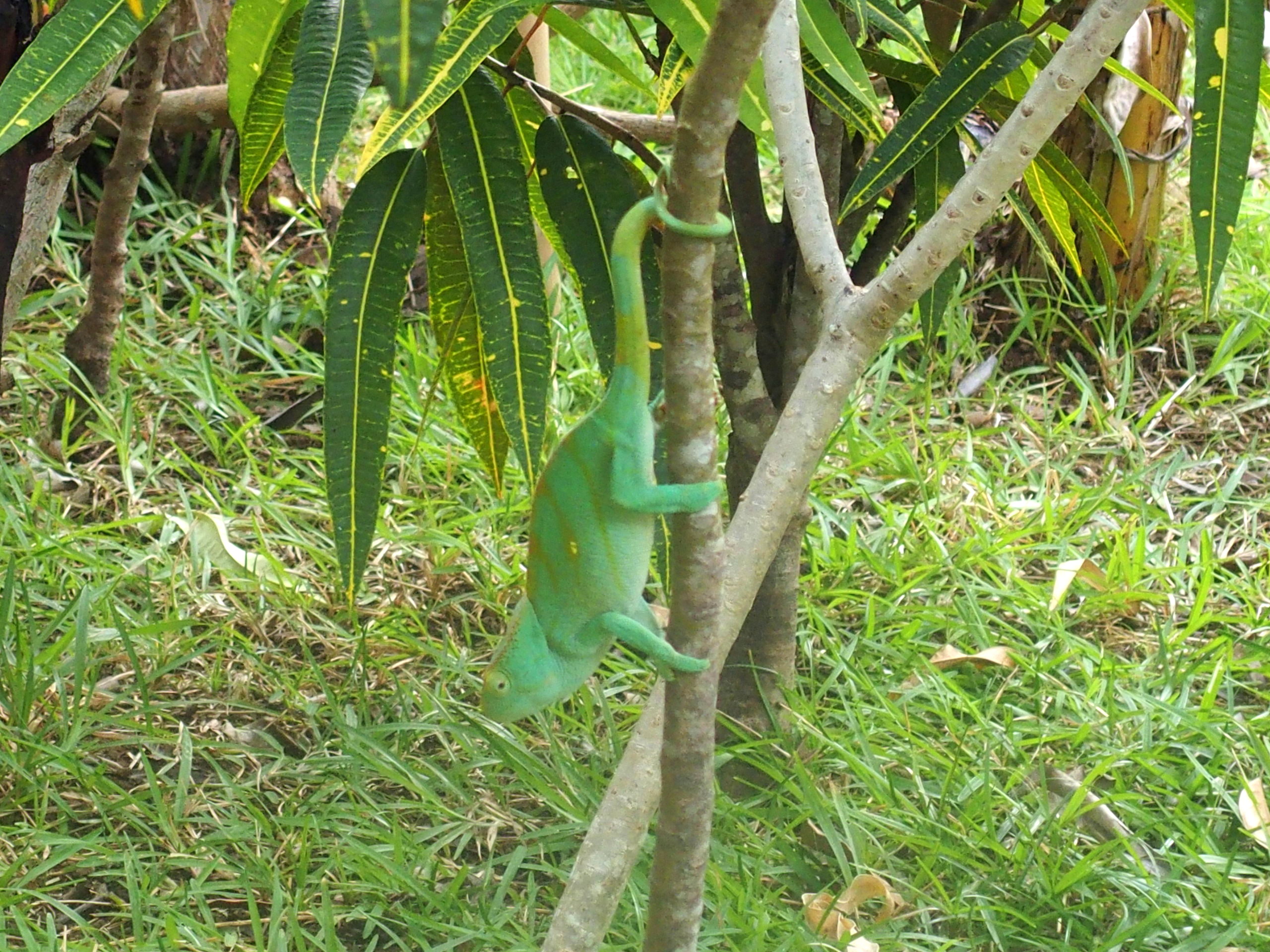 Caméléon-dans-arbre-Nosy-Be-Madagascar