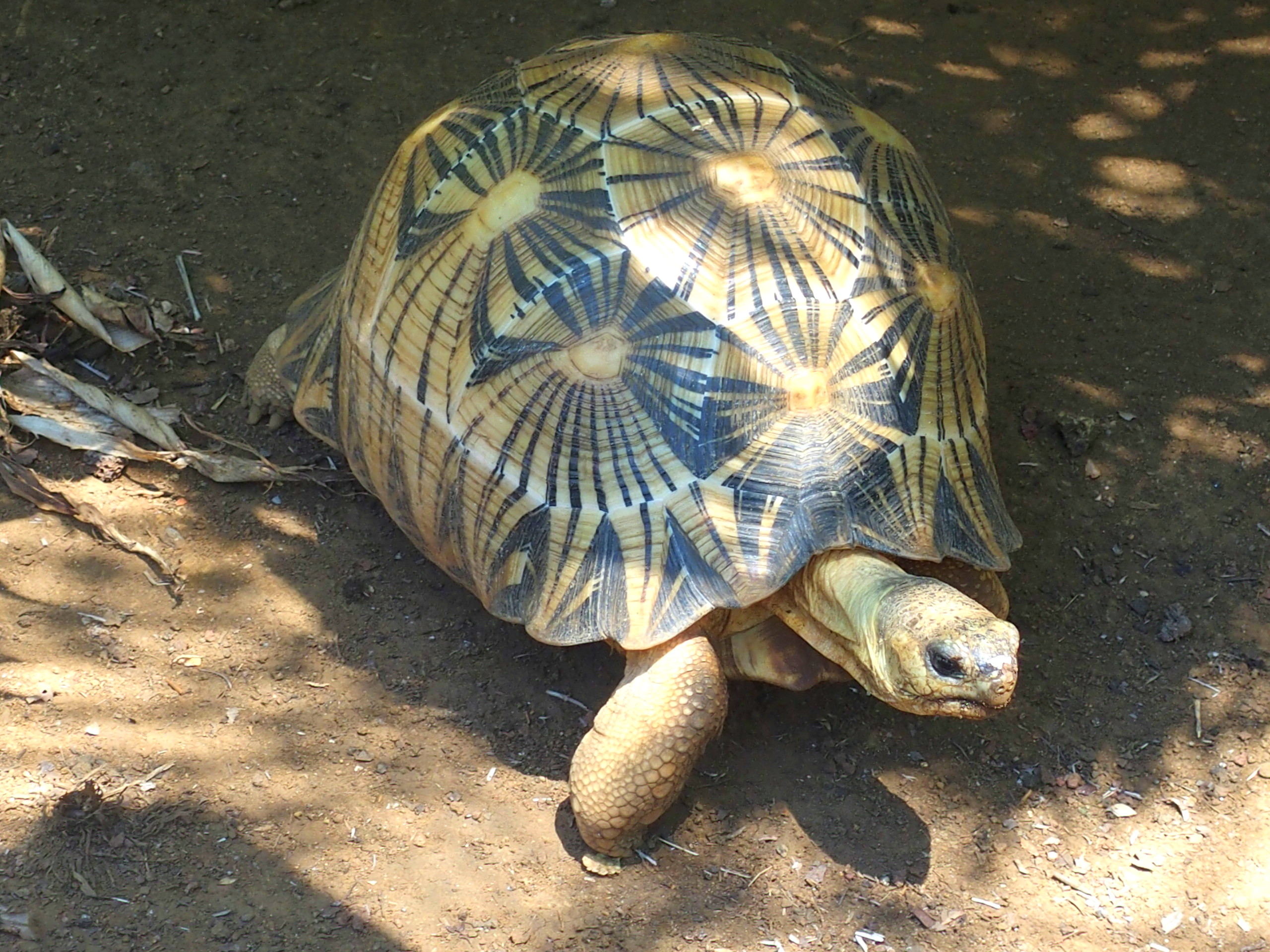 Jolie carapace d'une tortue de Nosy Be Madagascar.