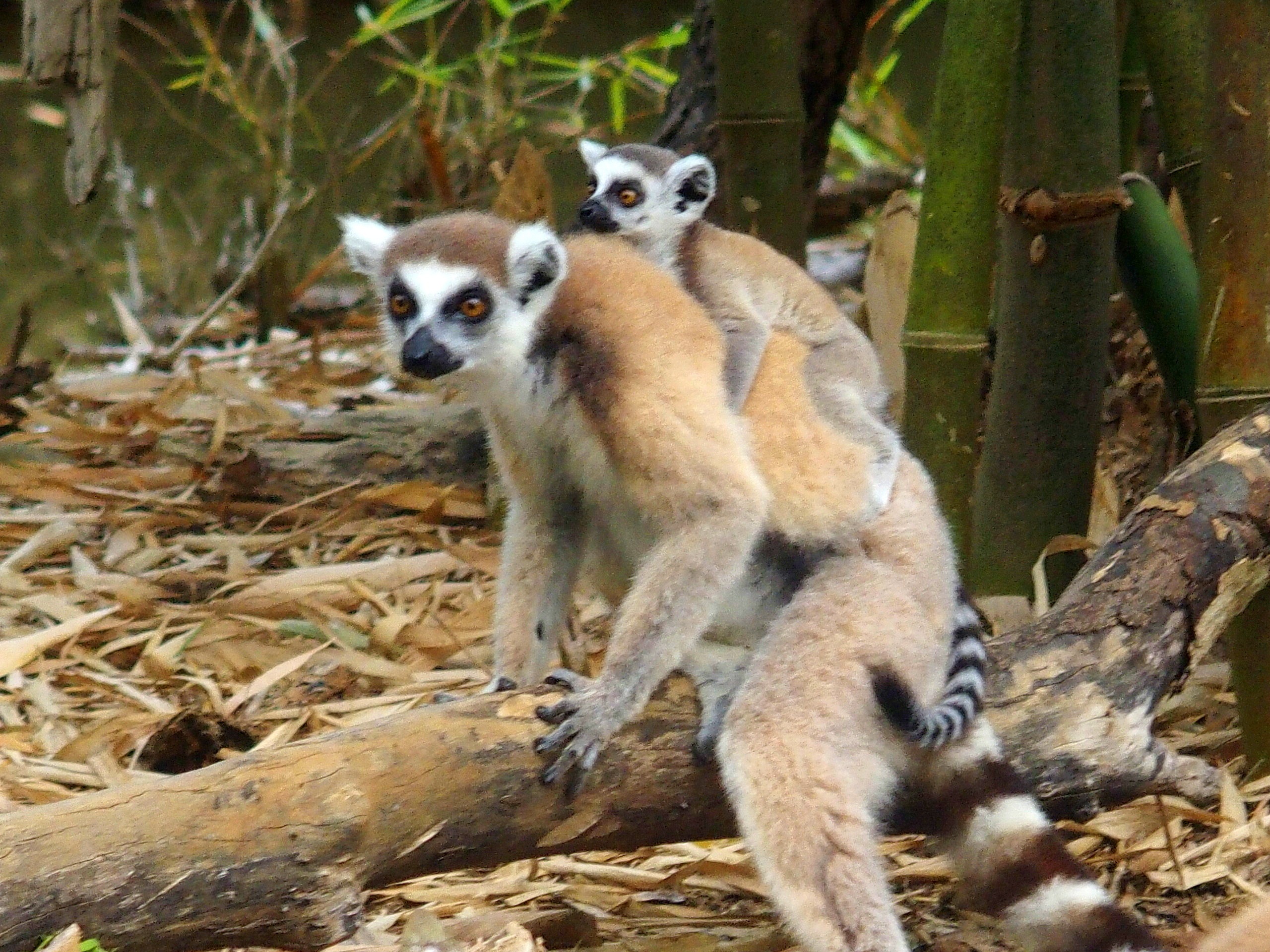 Maman-et-bébé-lémuriens-Nosy-Be-Madagascar