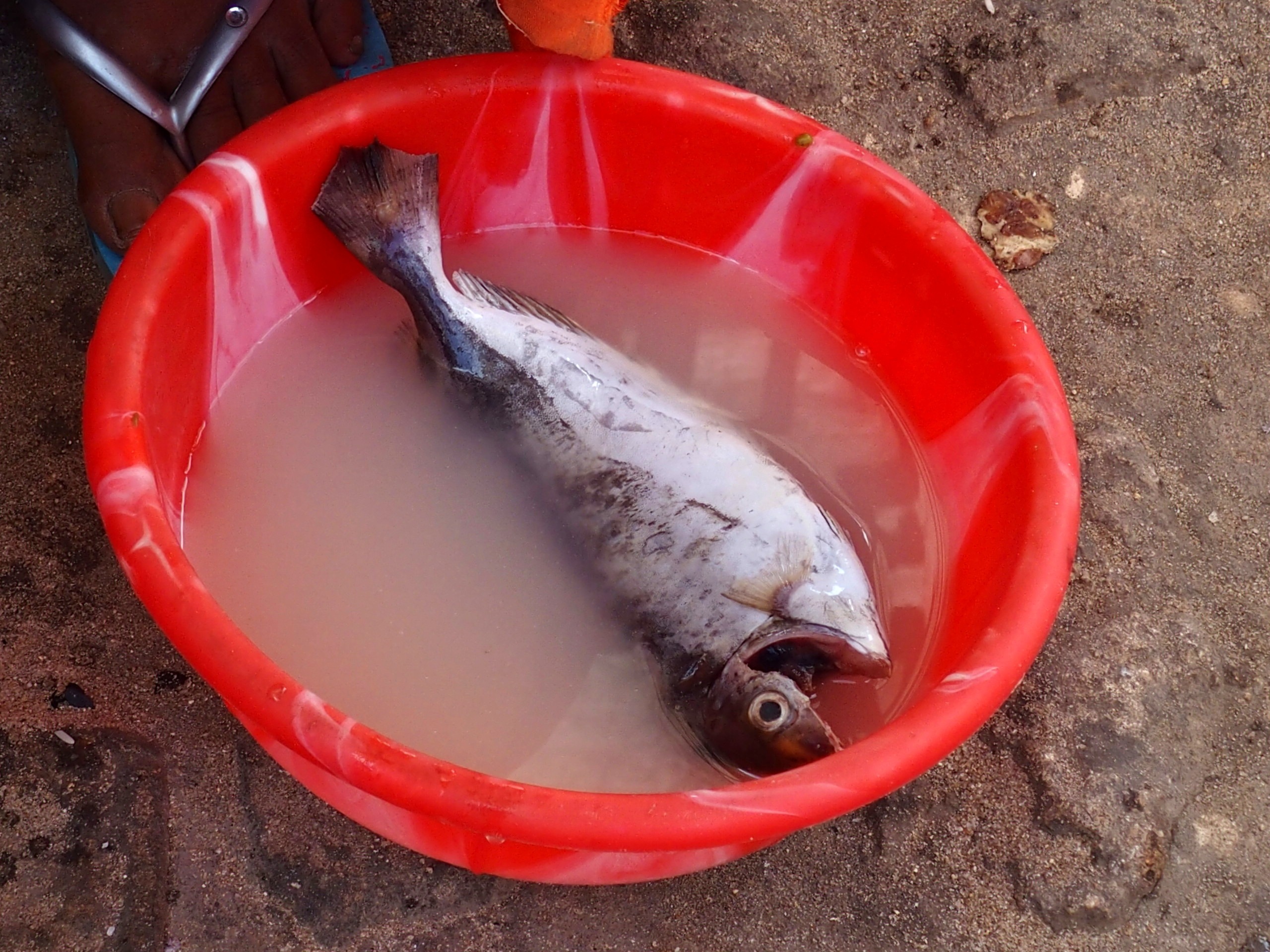 Mon déjeuner poisson du Mozambique