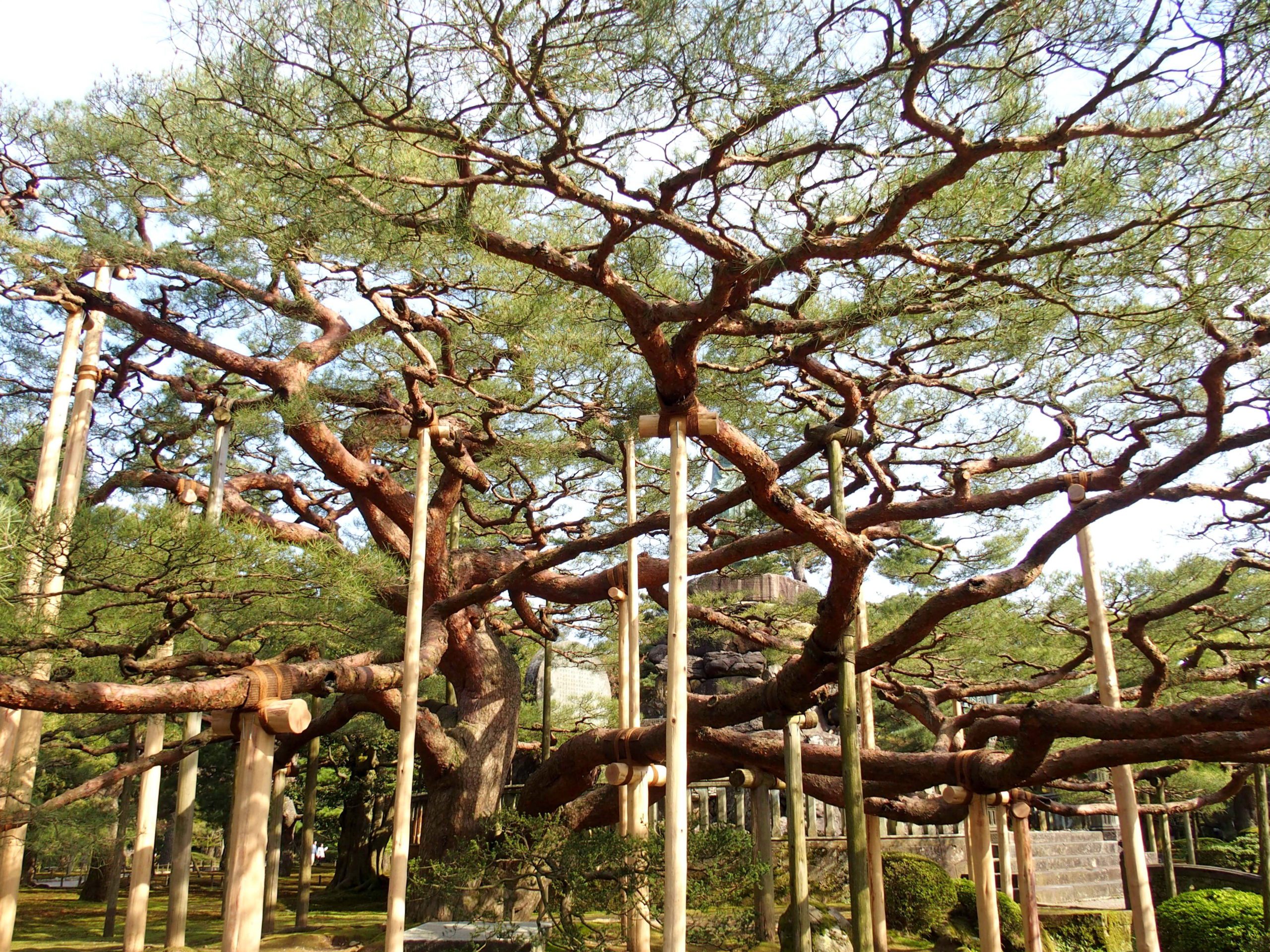 Arbres soutenus par béquilles dans jardin Kenrokuen Kanazawa Japon