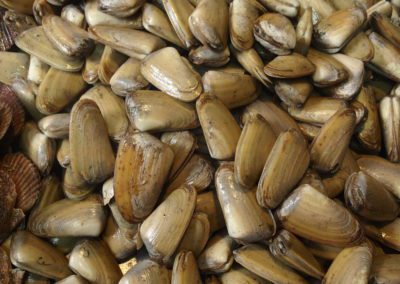 Cours de cuisine péruvienne pour la recette des machas a la parmesana .jpg