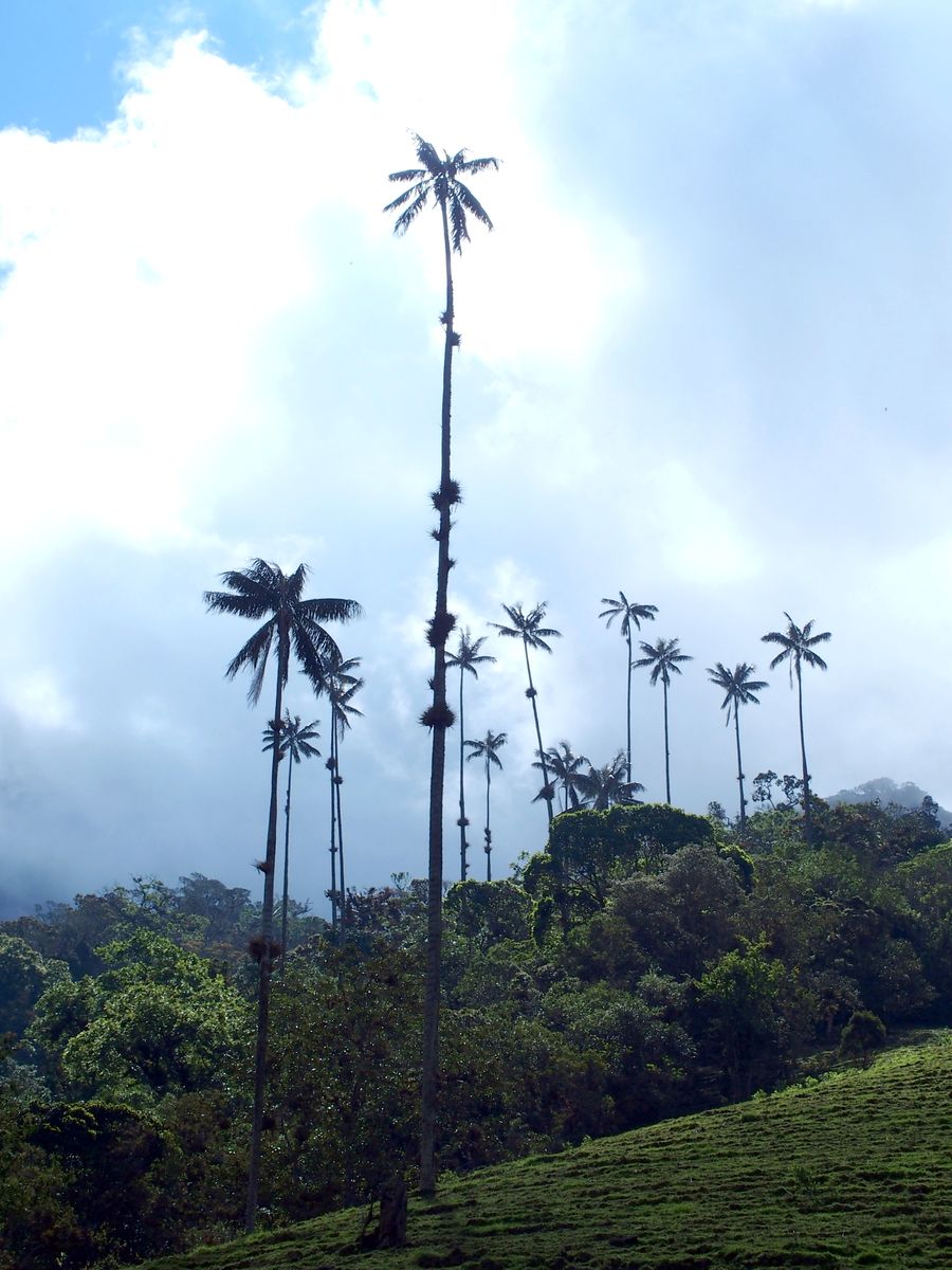Bouquet de palmiers à cire vallée de Cocora Salento Colombie