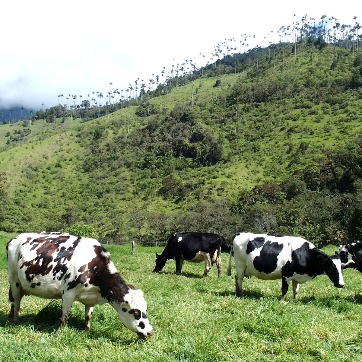 Les vaches de la vallée de Cocora Salento Colombie