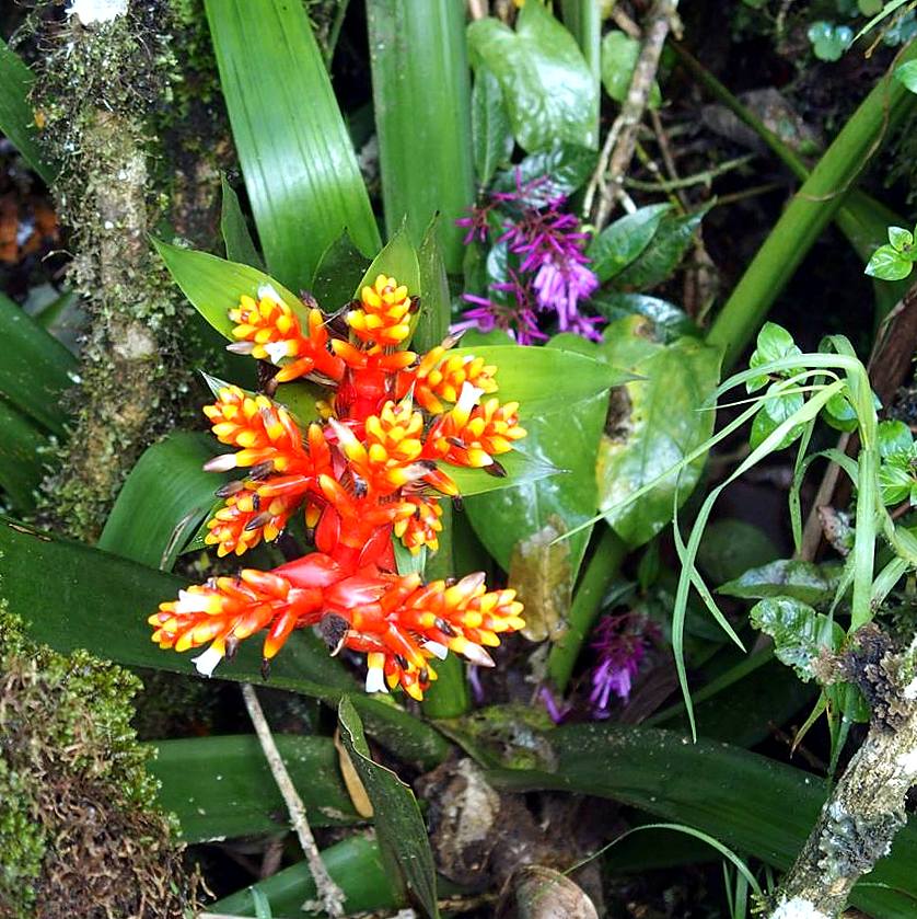 Orchidées sauvages vallée de Cocora Salento Colombie.