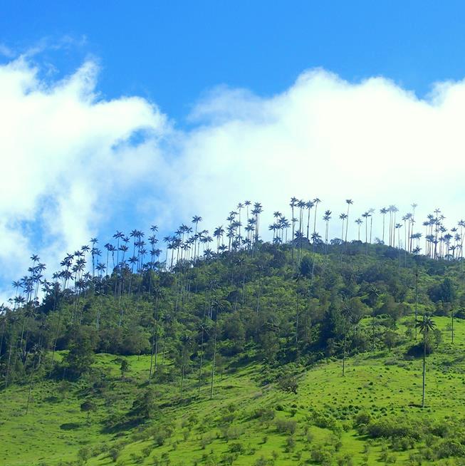 Palmiers Vallée de Cocora Colombie