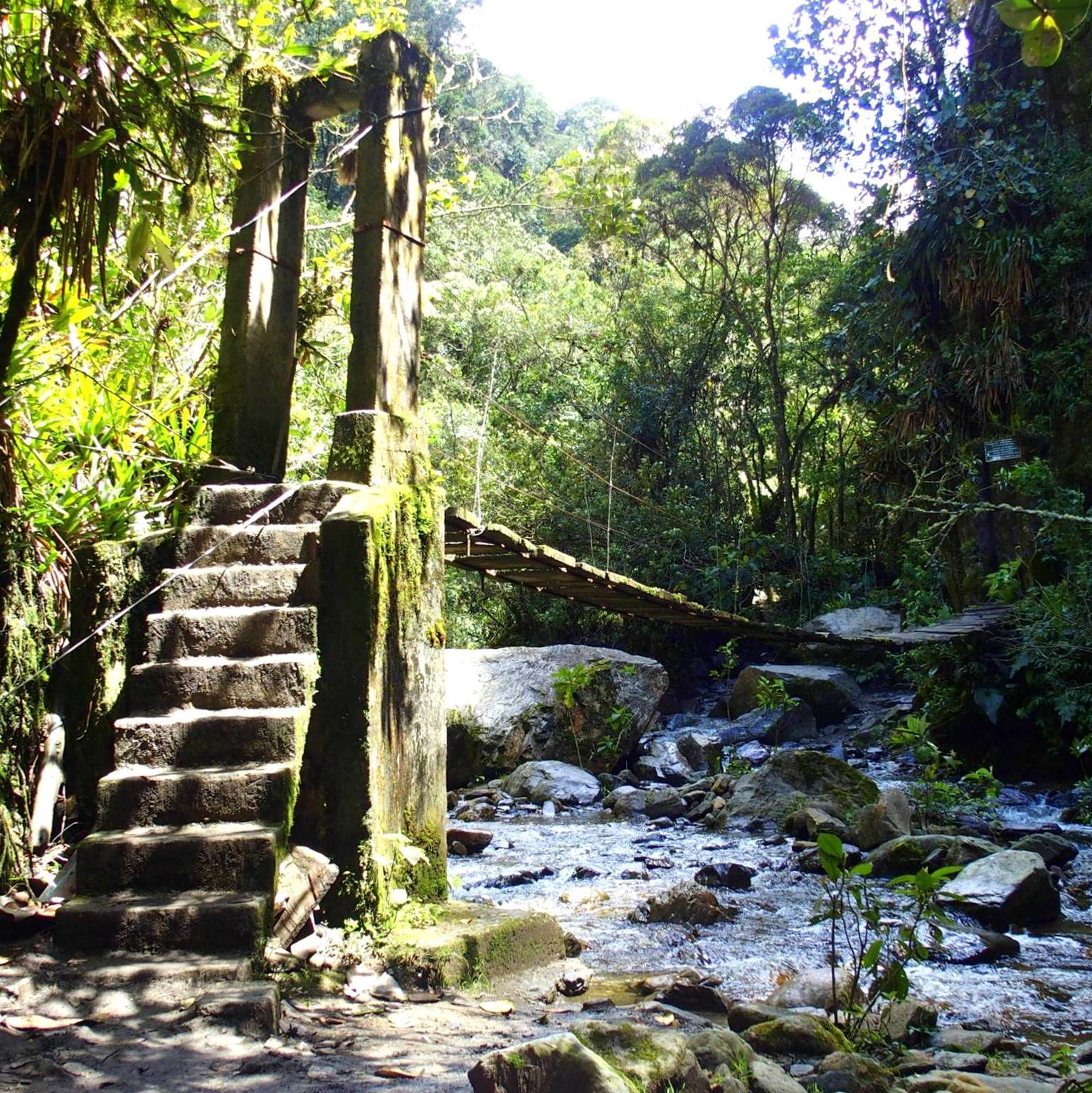 Pont suspendu dans la jungle vallée de Cocora Salento