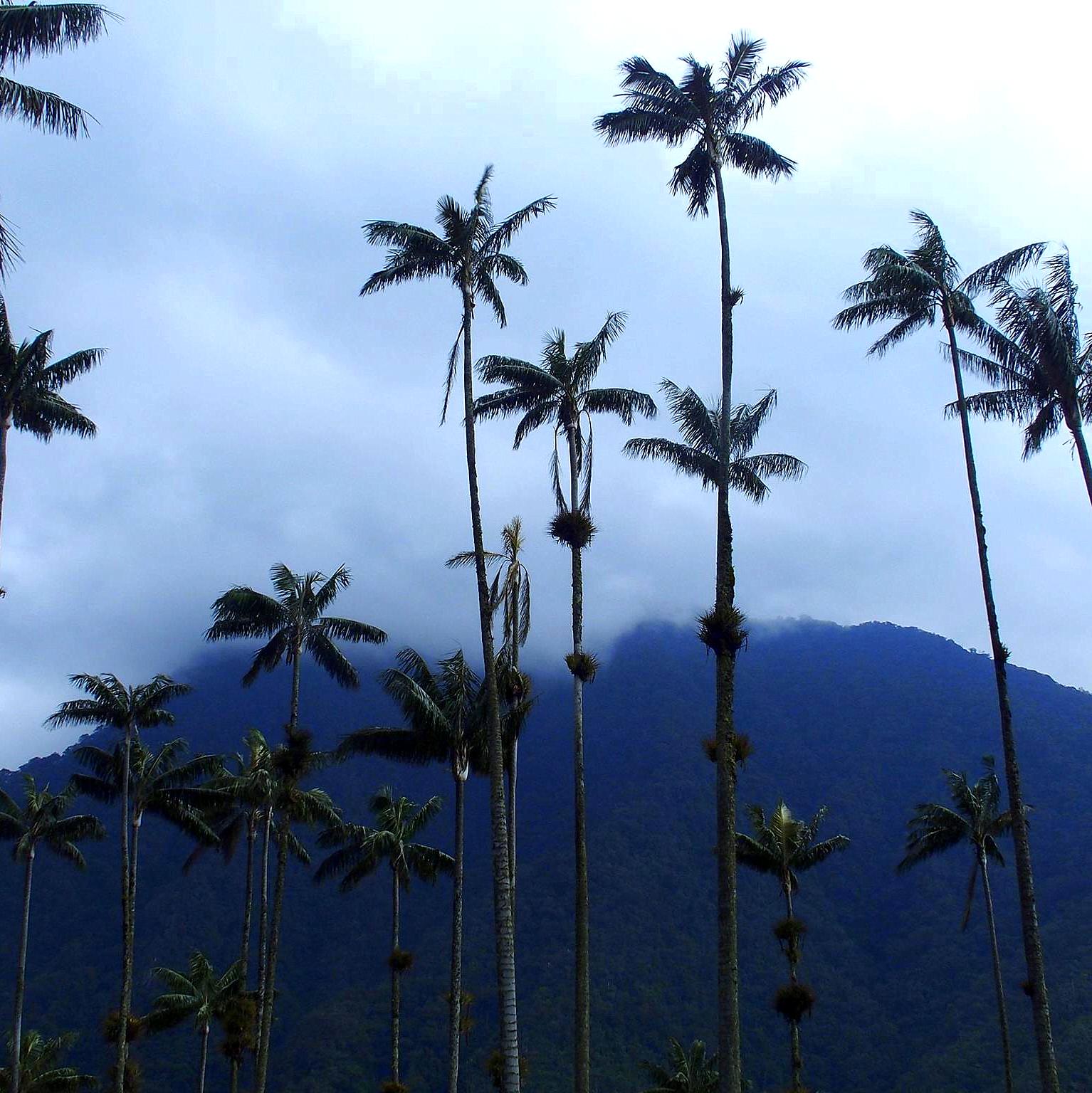 Palmiers géants dans vallée de Cocora Salento