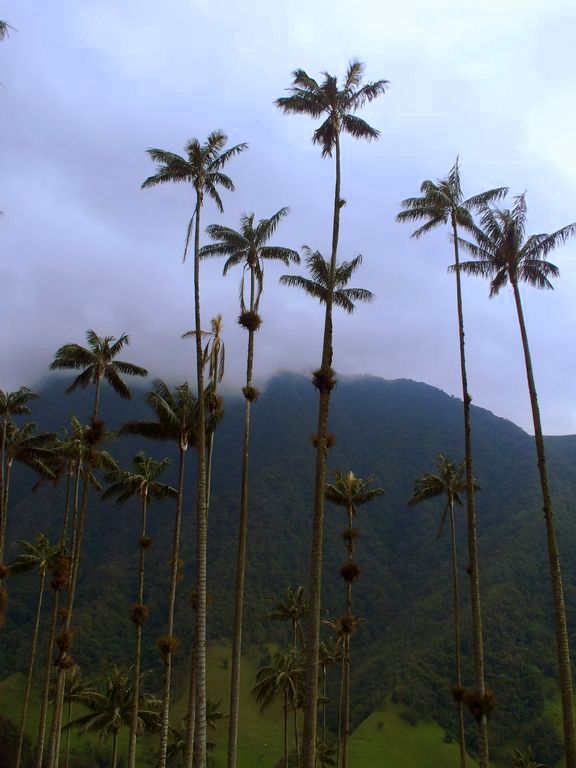 Visiter Salento et les palmiers de la vallée de Cocora Colombie