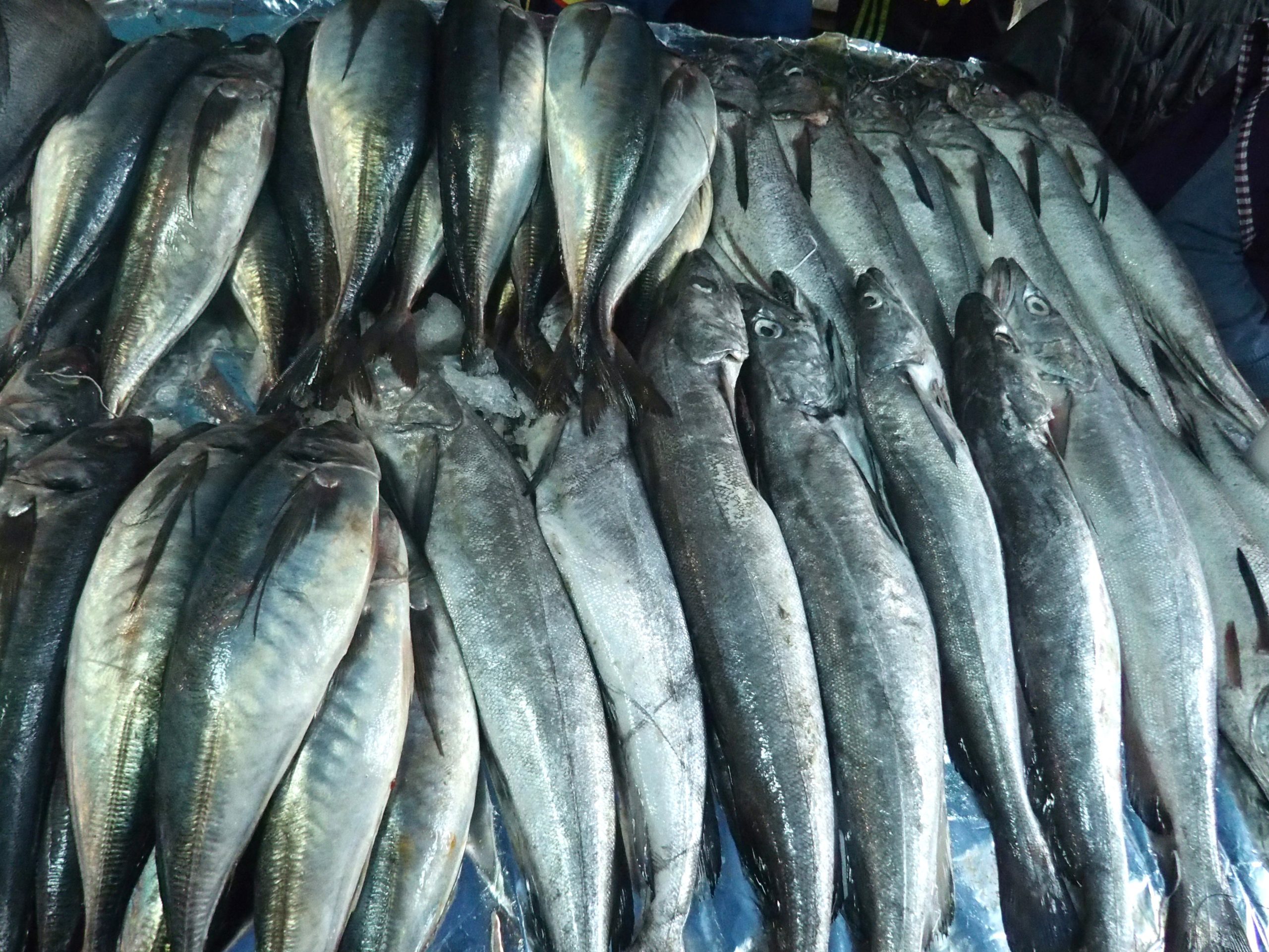 Etal de poissons marché Castro île de Chiloe