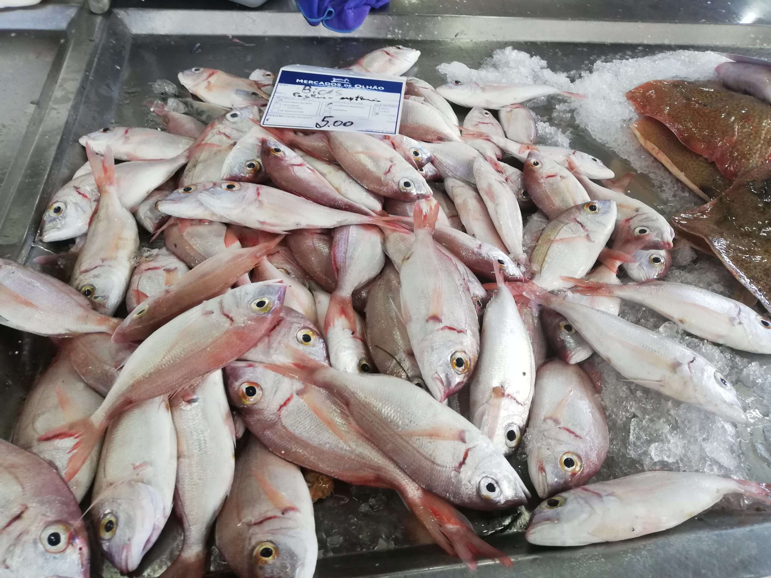 Etal poissons marché Olhao