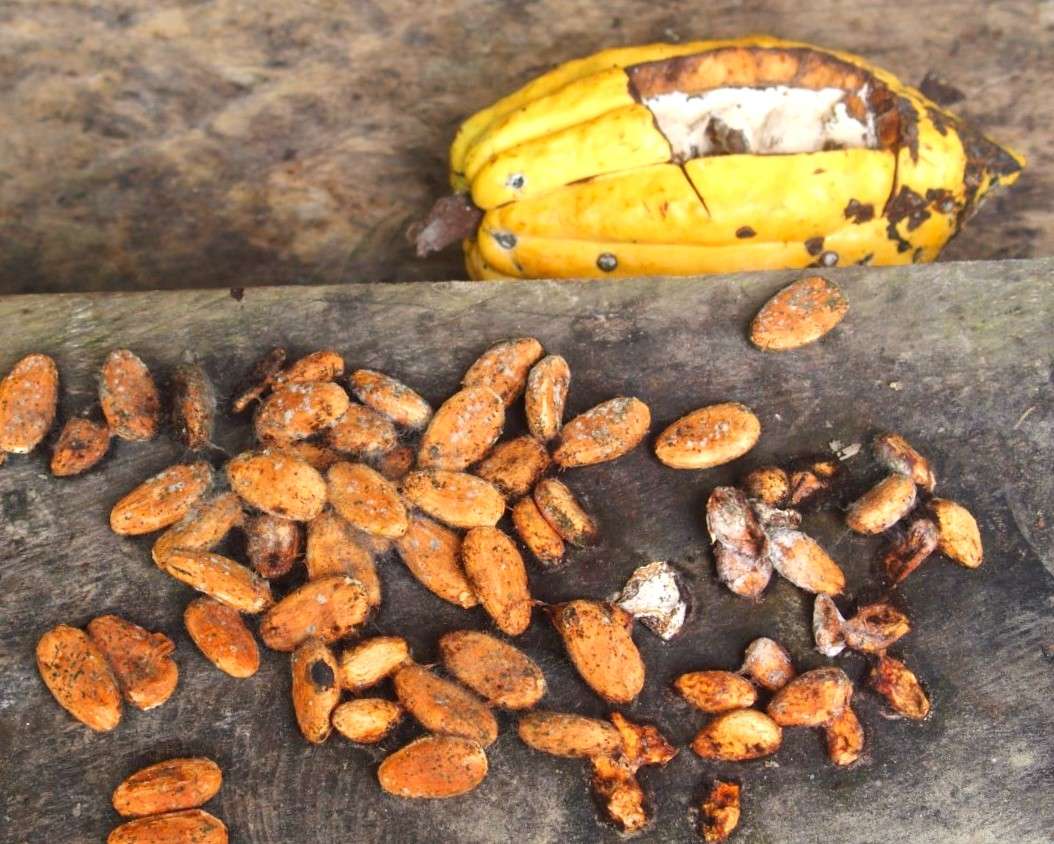 Fèves cacao séchées