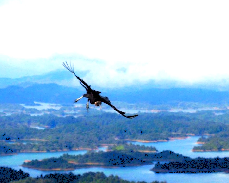 Vautour lac Guatape Colombie